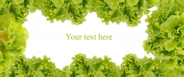 Zelený rám z čerstvého salátu — Stock fotografie