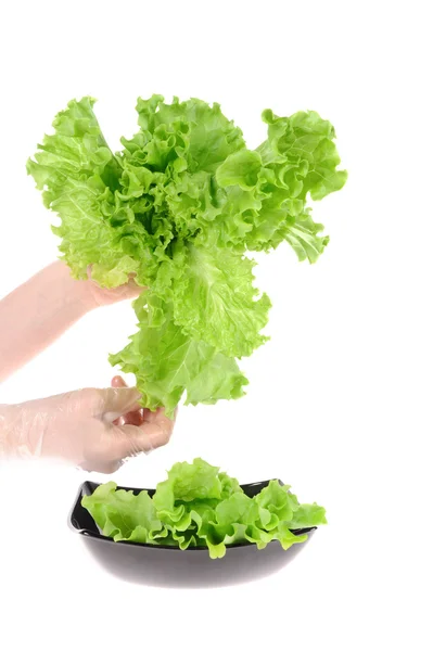 Tangan memegang salad hijau di piring terisolasi pada latar belakang putih — Stok Foto