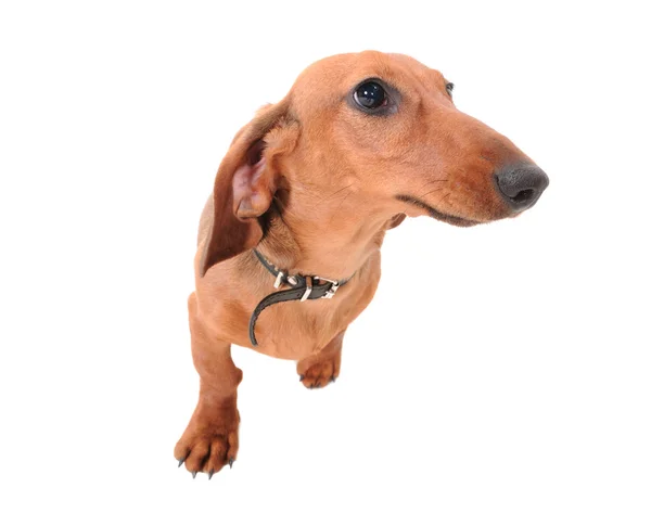 Dachshund dog isolated on the white background — Stock Photo, Image