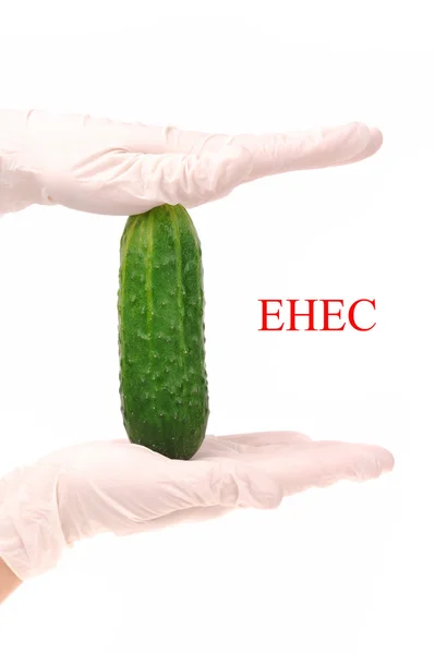 stock image Scientist holding cucumber which is growing E.coli