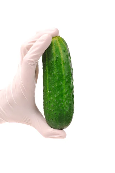 Wetenschapper houden komkommer die e.coli groeit — Stockfoto