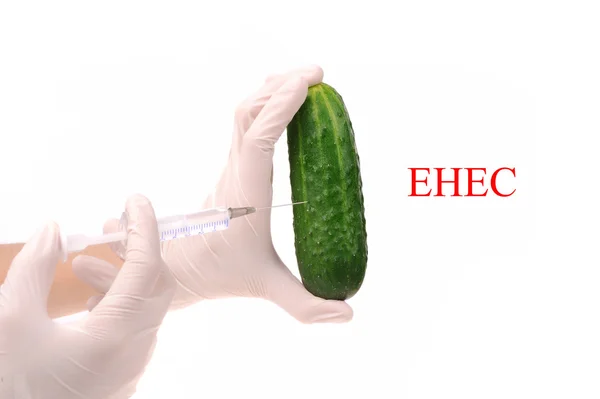 stock image Scientist holding cucumber which is growing E.coli