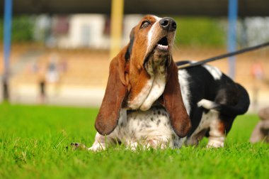 Yeşil çimlerin üzerinde bir köpek