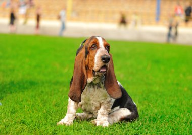 Yeşil çimlerin üzerinde bir köpek