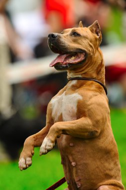 Yeşil çimlerin üzerinde bir köpek