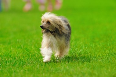 Yeşil çimlerin üzerinde bir köpek