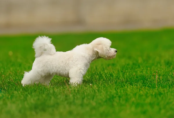 Собака на зеленой траве — стоковое фото