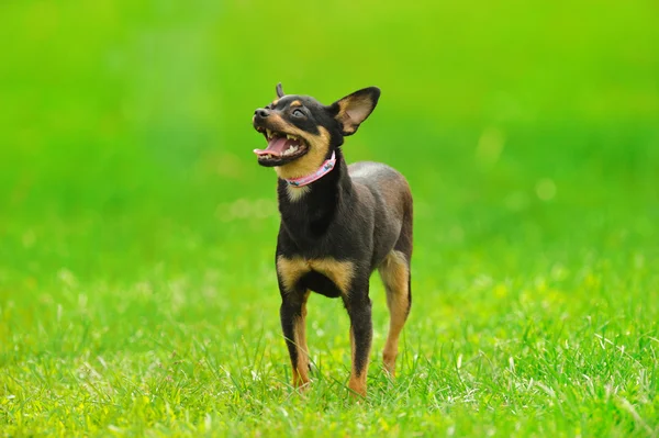 Собака на зеленой траве — стоковое фото
