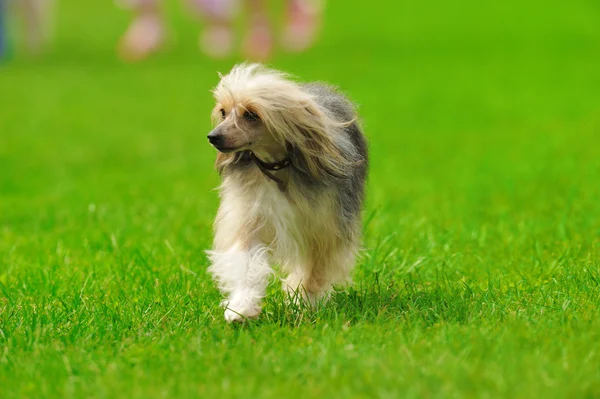 Yeşil çimlerin üzerinde bir köpek — Stok fotoğraf