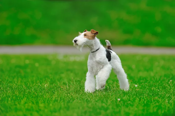 Hund auf dem grünen Gras — Stockfoto