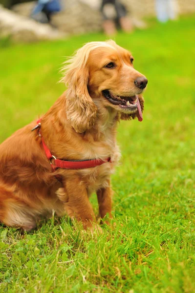 Yeşil çimlerin üzerinde bir köpek — Stok fotoğraf