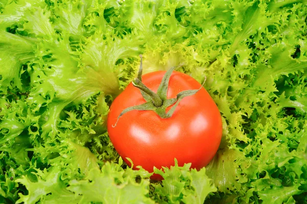 Green salad and tomato isolated on the white background — Stock Photo, Image