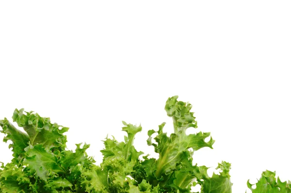 Salad hijau diisolasi pada latar belakang putih — Stok Foto