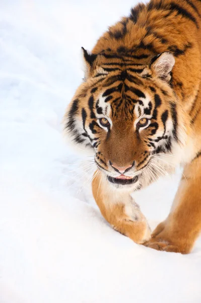 Tiger on the snow — Stock Photo, Image