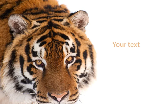 Tiger isoliert auf weißem Hintergrund — Stockfoto