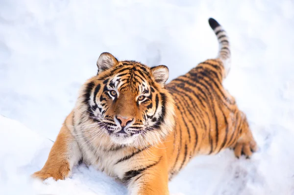 Tygr na sněhu — Stock fotografie