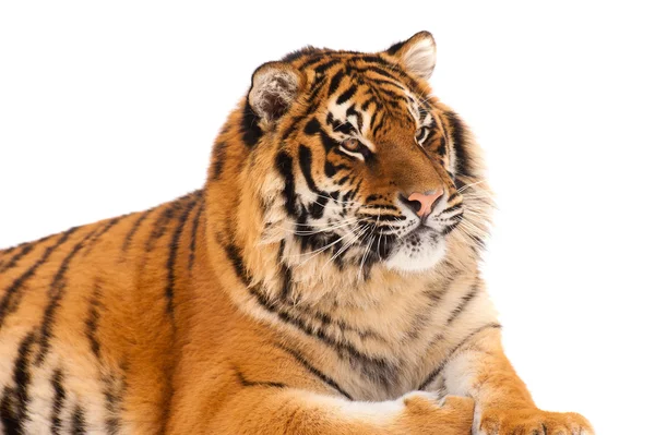 Tigre isolata sullo sfondo bianco — Foto Stock