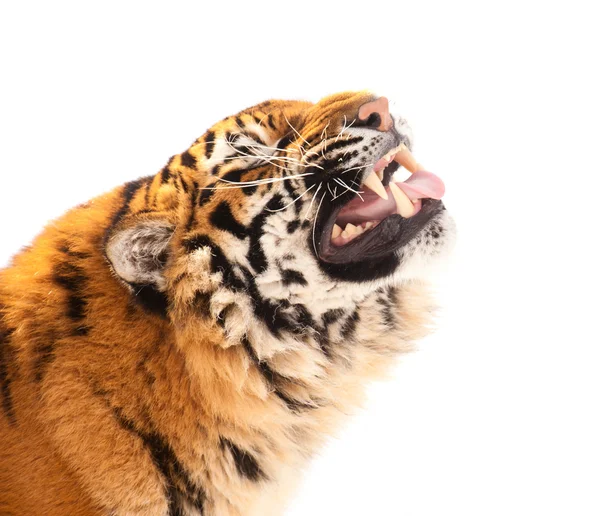 Tiger isoliert auf weißem Hintergrund — Stockfoto
