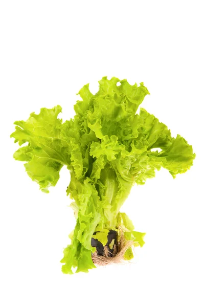 Green salad isolated on the white background — Stock Photo, Image