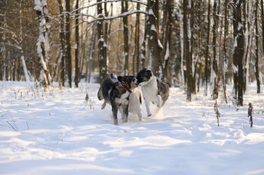 kızgın köpek dişleri bared ile