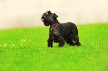 Yeşil çimlerin üzerinde bir köpek