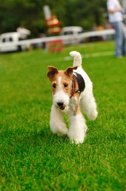 Yeşil çimlerin üzerinde bir köpek