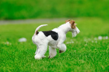 Yeşil çimlerin üzerinde bir köpek