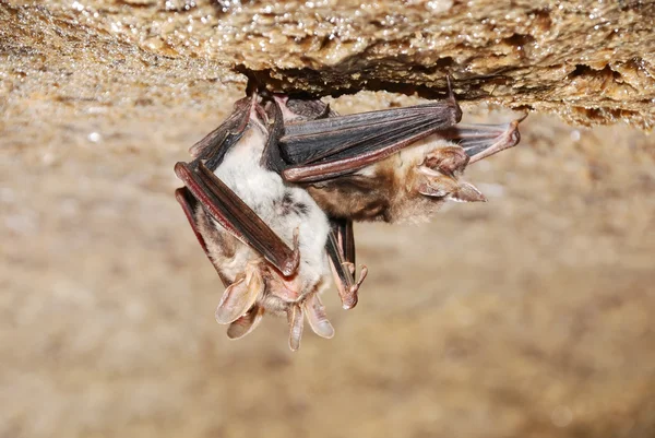 Murciélago sosteniéndose en una pared — Foto de Stock