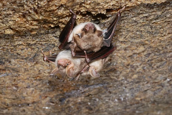 Νυχτερίδα που κατέχουν σε έναν τοίχο — Φωτογραφία Αρχείου