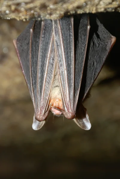 Bat holding falra — Stock Fotó