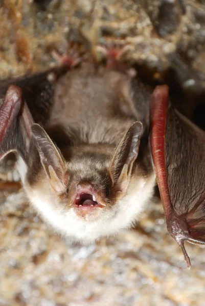 Morcego segurando em uma parede — Fotografia de Stock