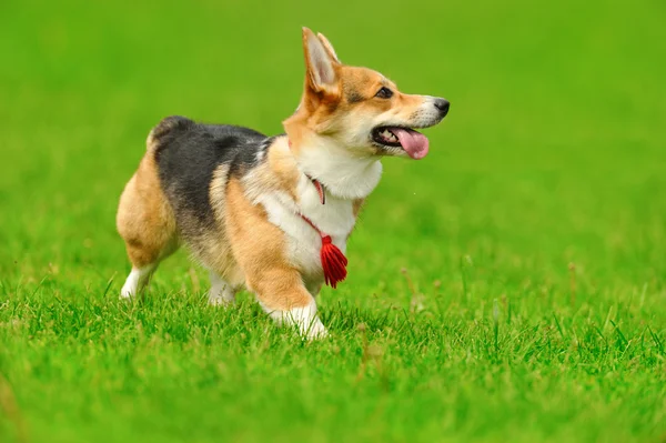 Cão na grama verde — Fotografia de Stock