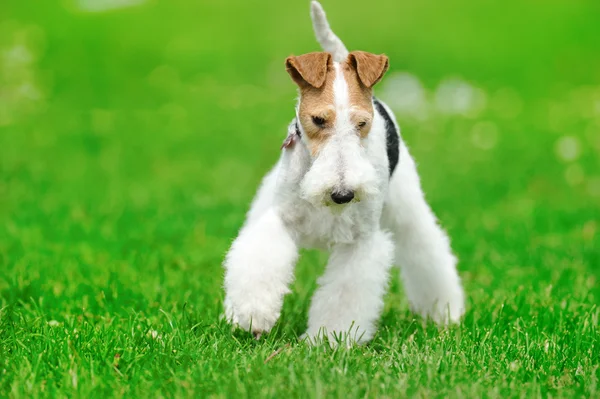 Σκύλος στο πράσινο γρασίδι — Φωτογραφία Αρχείου