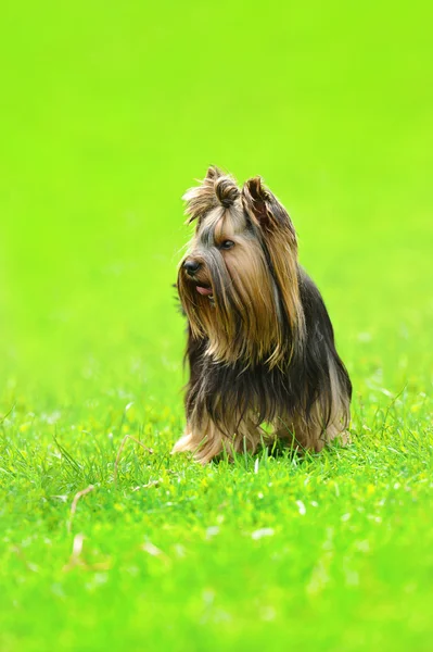 Cane sull'erba verde — Foto Stock