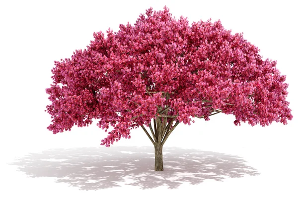 Drzewa 3D renderowania na białym tle — Zdjęcie stockowe
