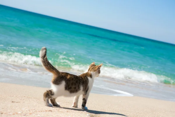 Katt på stranden Royaltyfria Stockfoton