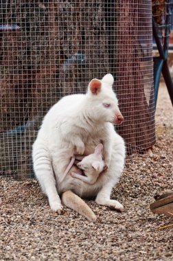 White albino wallaby clipart