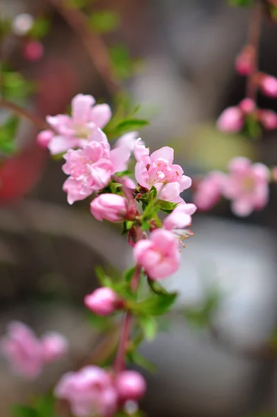 樱花 — 图库照片