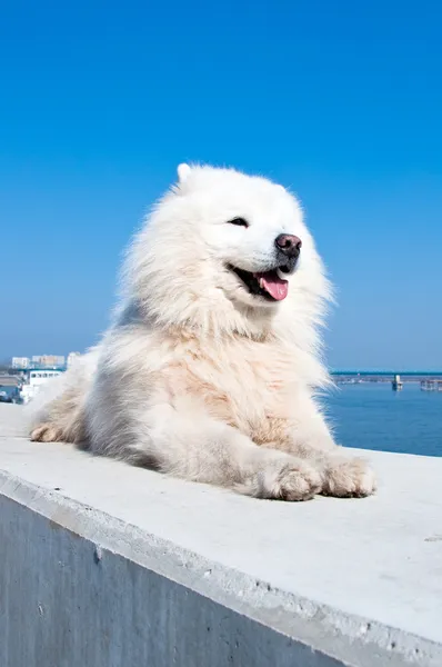 Samojed, Amerikanen eskimå hund — Stockfoto