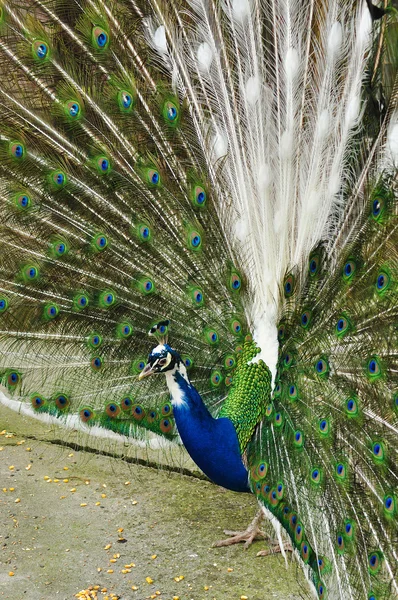 Blue peacock — Stock Photo, Image