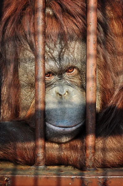 Orang-utan in the zoo — Stock Photo, Image