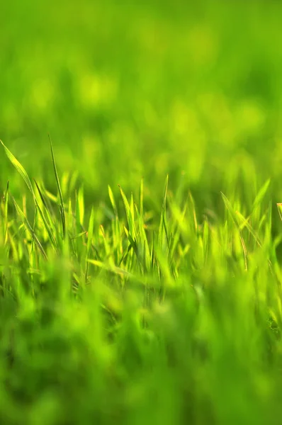 Трава крупным планом — стоковое фото