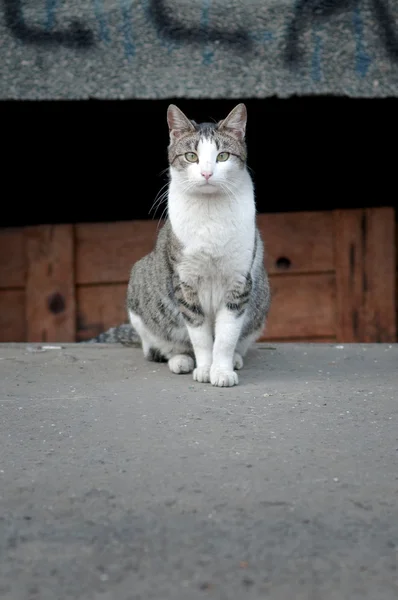 Αδέσποτη γάτα — Φωτογραφία Αρχείου