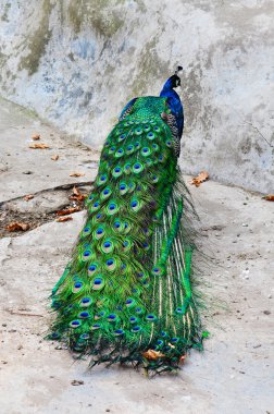 Blue peacock clipart