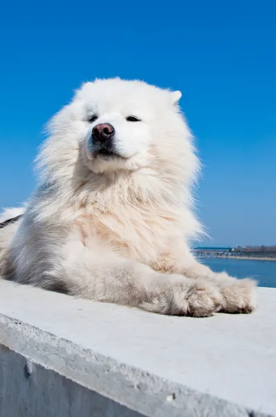 Samoyed, Amerikalı eskimo köpek Telifsiz Stok Imajlar