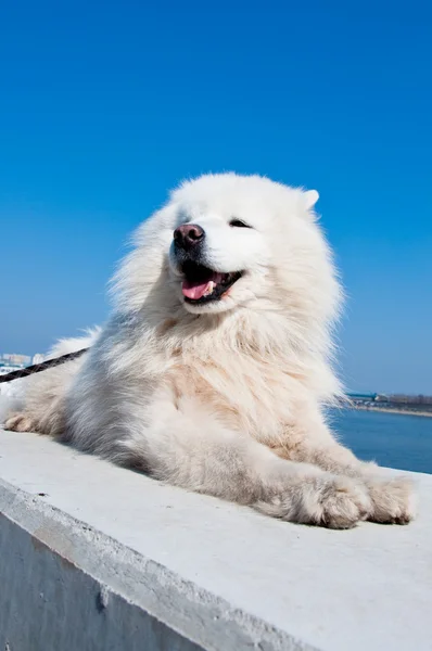 Samoyed, american eskimo dog — Stock Photo, Image