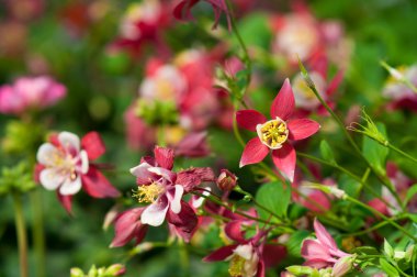 Aquilegia Origami