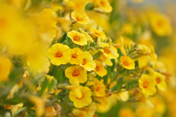 Fleurs jaunes — Photo