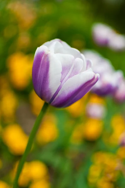 Tulip close up — Stock Photo, Image