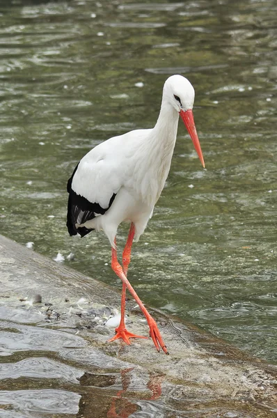 stock image White Stork